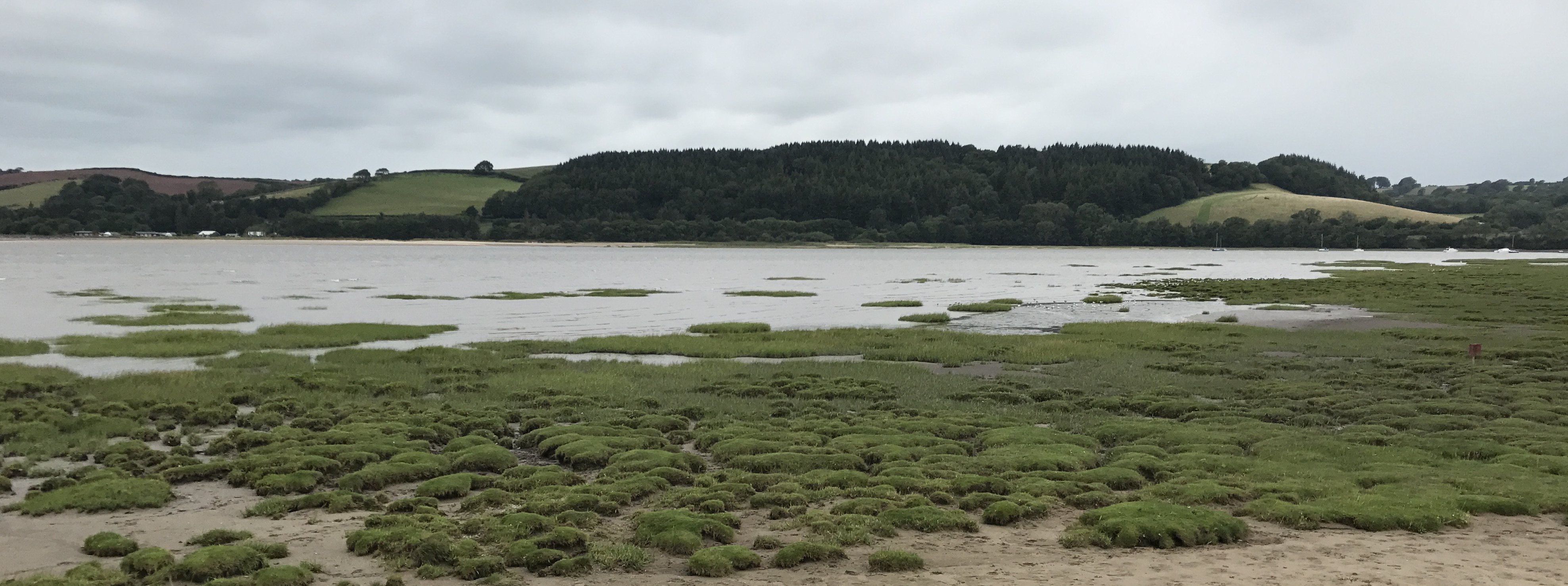 Salt marsh view