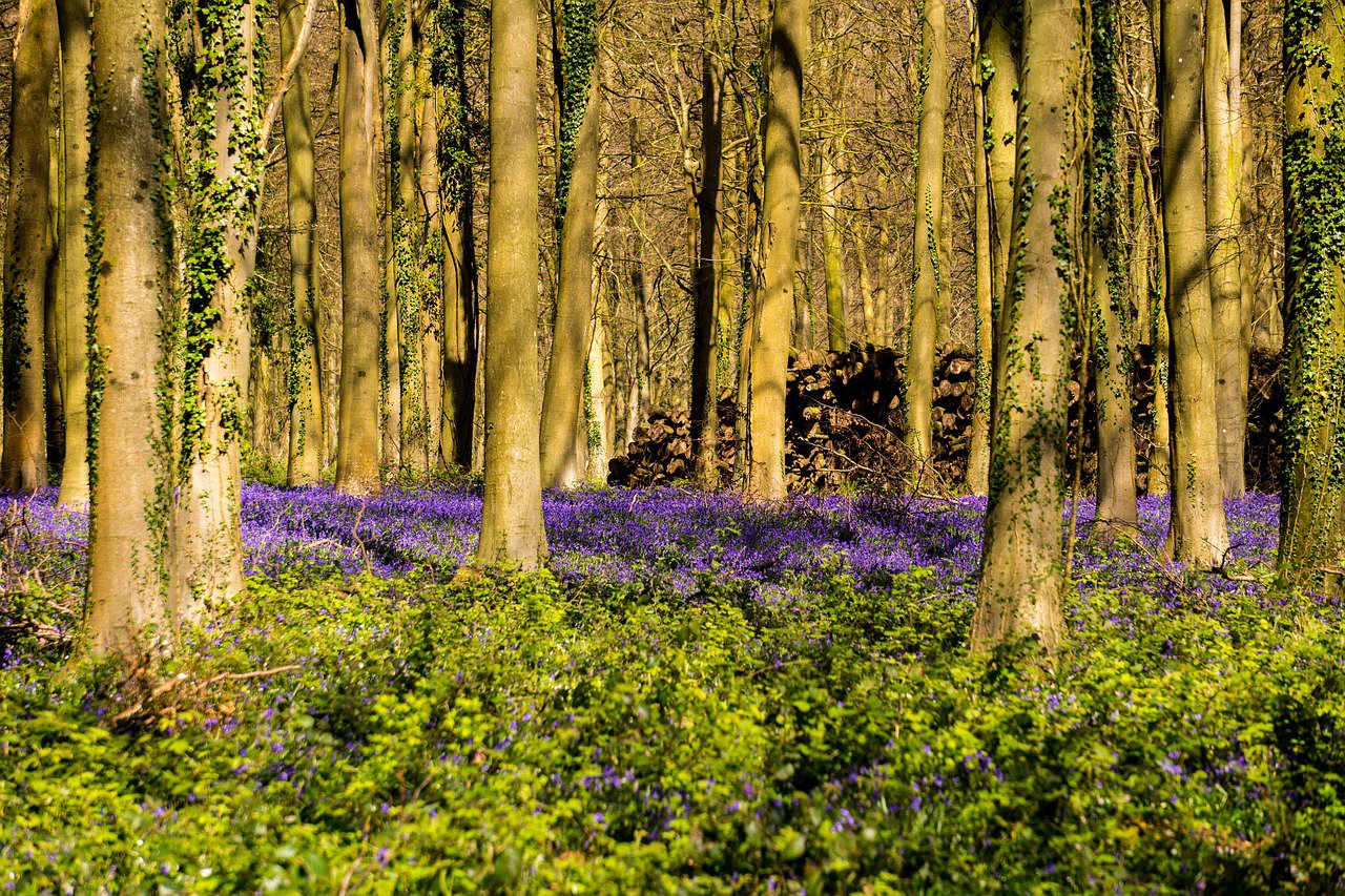 bluebells-2434665_1280.jpg