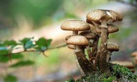 mushrooms-548360_1280.jpg